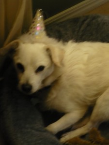 Picture of a dog in a party hat
